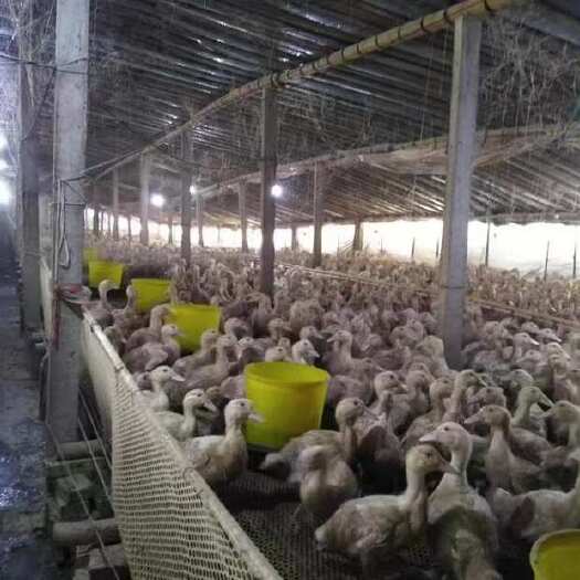 宁阳县青年鸭