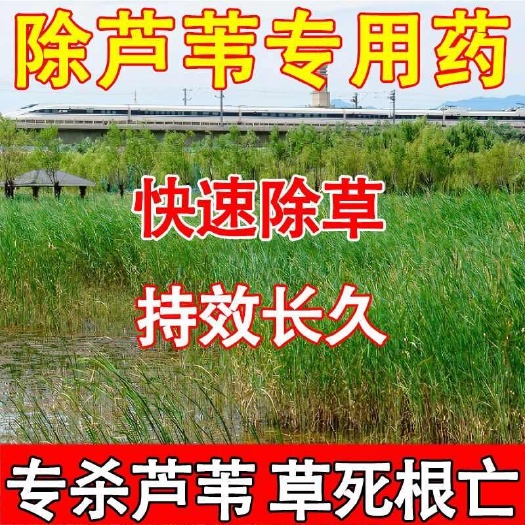 晋州市芦苇专杀芦苇除草剂茅草芦苇游草除草剂牛筋草除草剂芦苇专用