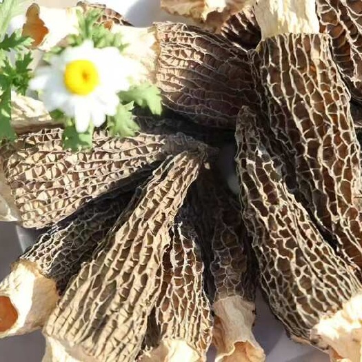 广元羊肚菌
