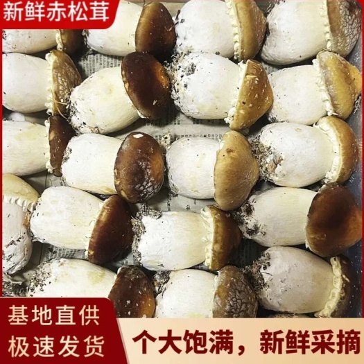 大邑县不打药新鲜姬松茸赤松茸球盖菇产地直发可代发ABC通货电商货