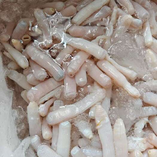 北海广西北部湾本土新鲜沙虫活煮去沙