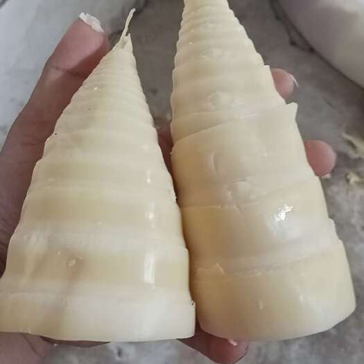 博白县广西玉林新鲜麻笋批发 竹笋源头直供 当季根茎蔬菜