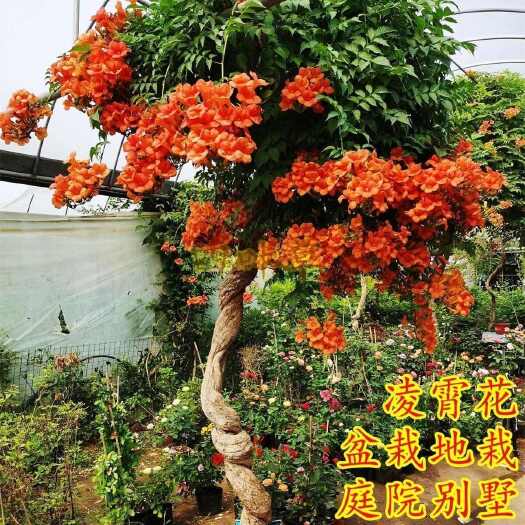 临沂凌霄花批发苗床小苗大苗优质种子种苗整车发货基地直销苗圃