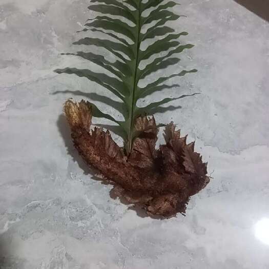 修水县骨碎补