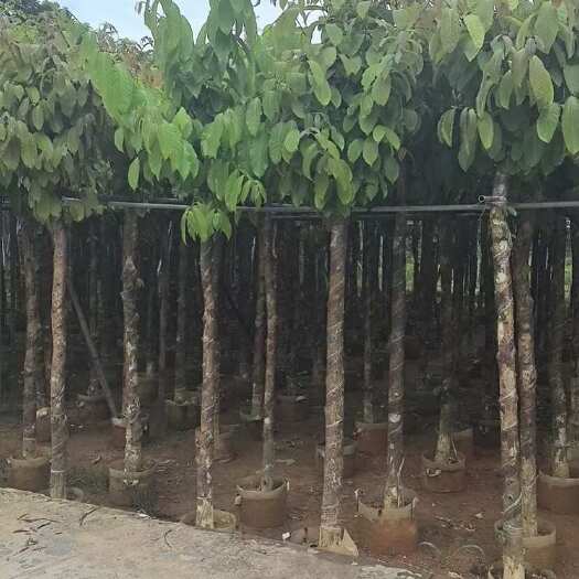 大叶紫薇3分-15分低价出售