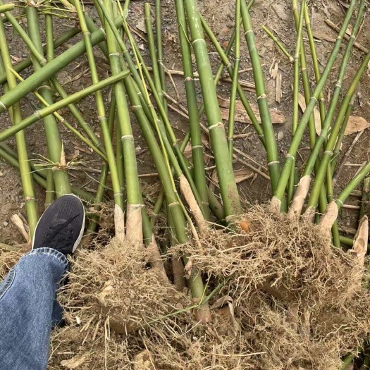 麻竹笋苗产地直发培育苗竹丫苗甜竹笋螺丝粉酸笋苗