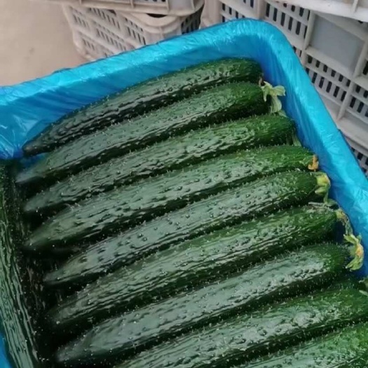 馆陶县河北黄瓜小镇千亩直供｜0化肥认证基地