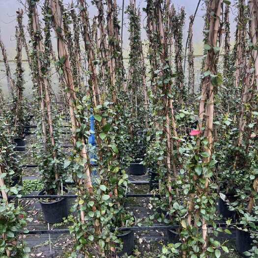 成都风车茉莉