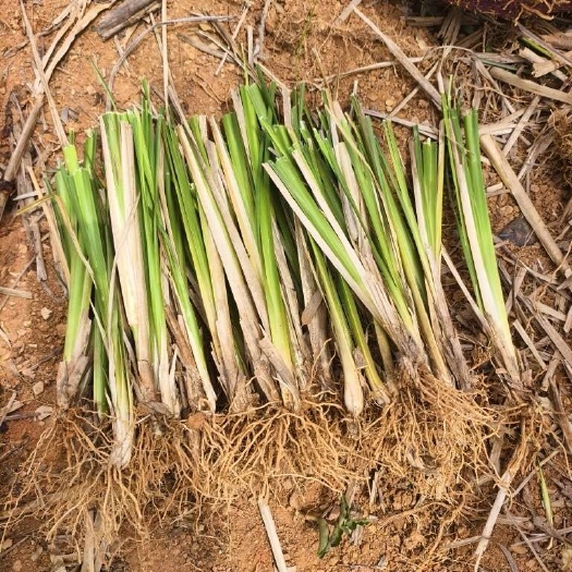 香根草分开的三年龄苗保土护坡荒漠化沙漠化小流域治理用苗