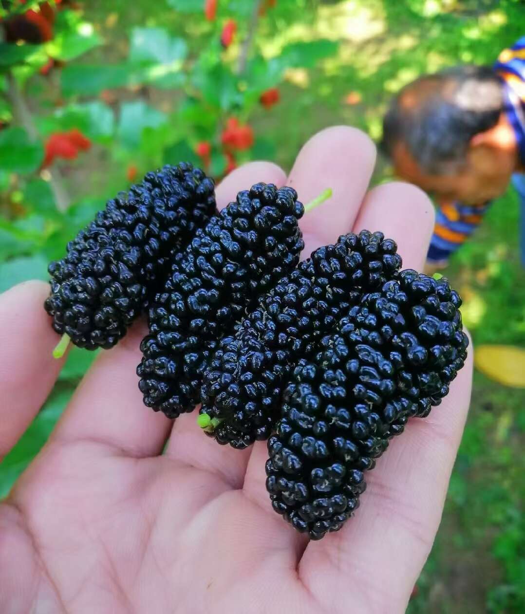 黑桑葚 桑葚果大量上市中新鲜水果