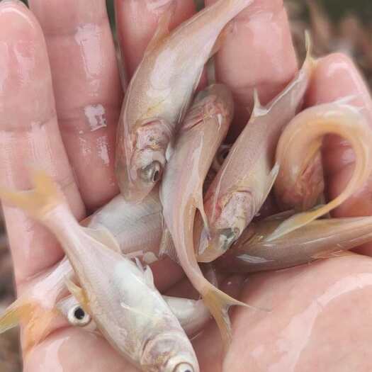 清远黄金大头鱼苗+黄金花鲢鱼苗+高端特种鱼苗+水花基地直供