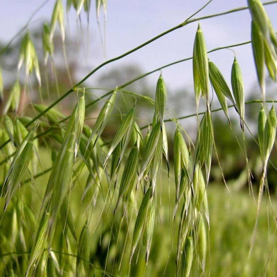 燕麦种子饲用牧草营养丰富青饲料耐热耐寒养殖草籽生长快牧草种籽