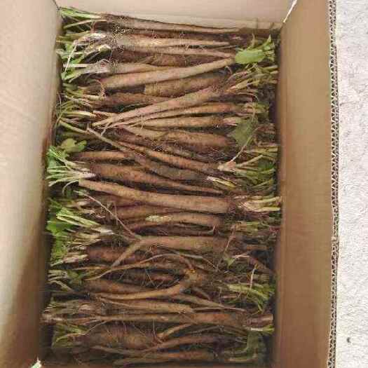 保定食叶草根苗