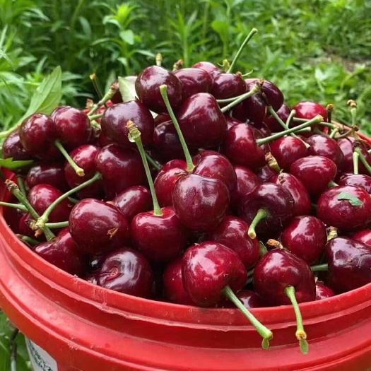 临朐县新鲜美早樱桃车厘子现摘现发果大味甜