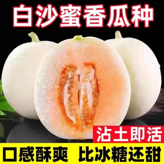 河间市白沙蜜甜瓜种子四季农田菜园白沙蜜薄皮脆甜多汁甜瓜早熟种子