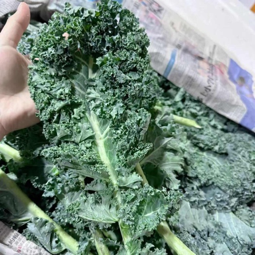 佛山羽衣甘蓝