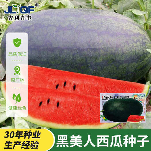 河间市懒汉黑美人西瓜种子农场菜园甜黑皮红瓤大果沙甜脆椭圆西瓜种子