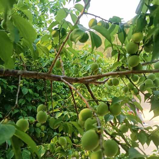 梧州青梅酸梅