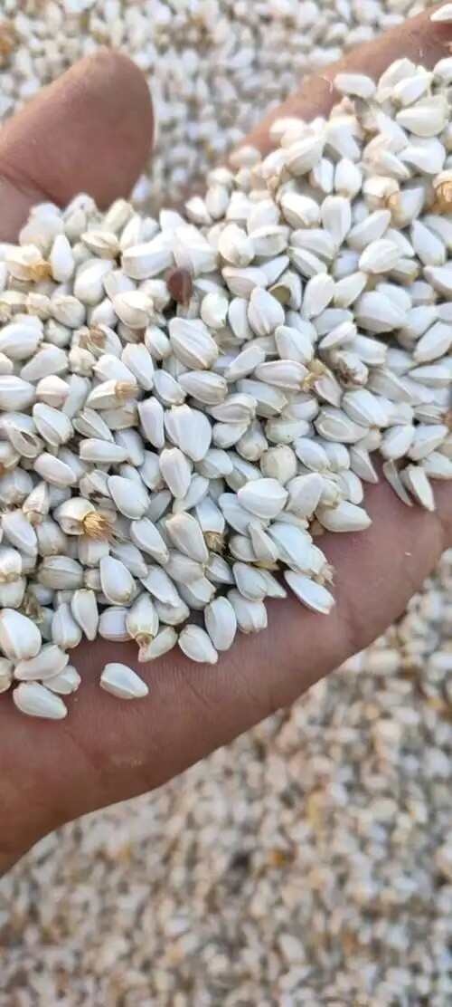 新疆塔城优质红花籽 油料作物天然健康 精选原料裕民发货