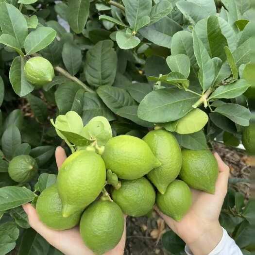 徐闻县广东无籽香水柠檬，柠檬茶饮品店专用，千亩地现摘现发 常年供应