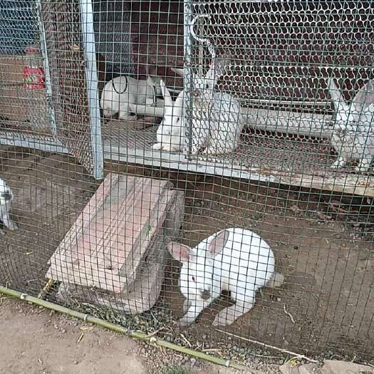 虞城县食草肉兔
