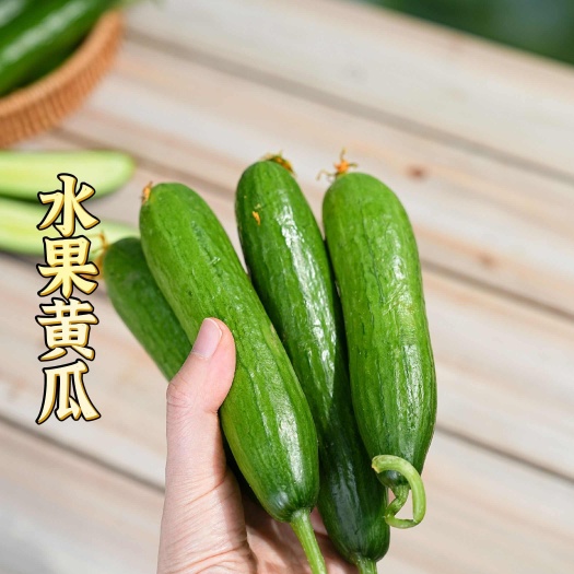 寿光市【山东特产水果小黄瓜】脆嫩清甜，自然种植，现摘观发一件代发