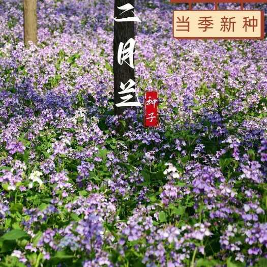 二月兰花种子四季种易活二月兰花籽多年生宿根诸葛菜种子耐阴耐寒