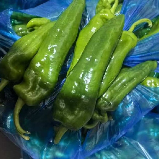 芜湖农家薄皮青椒虎皮辣椒微辣时令生鲜蔬菜现摘