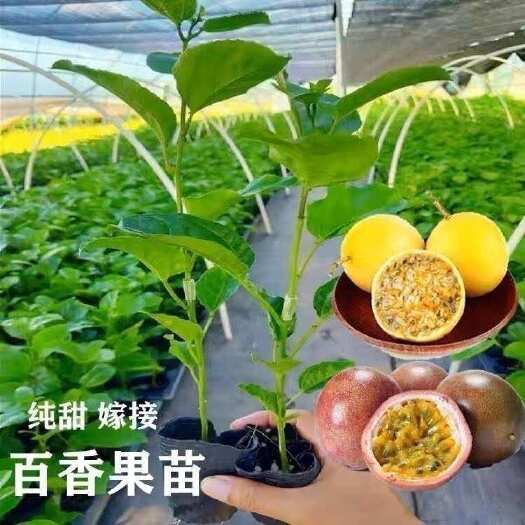 灵山县黄金百香果苗 优质的苗 种植出来品质好的果 产量高 严选脱毒