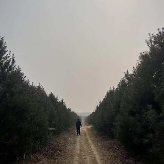北京自家地A级精品白皮松 带土球5-6米5000颗便宜处理
