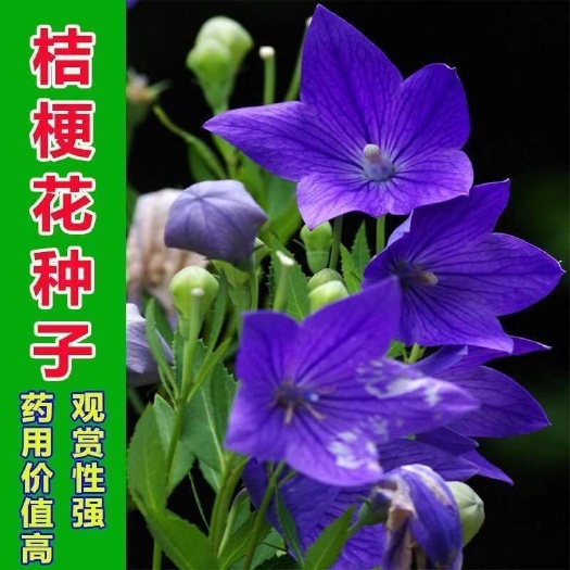 桔梗花种子包袱花梗草狗宝咸菜种籽多年生可药用桔梗庭院盆栽花种