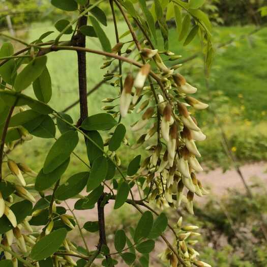 大竹县洋槐花，槐花