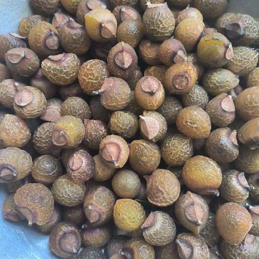 鄄城县无患子 中药材批发无患子 质量保证量大从优