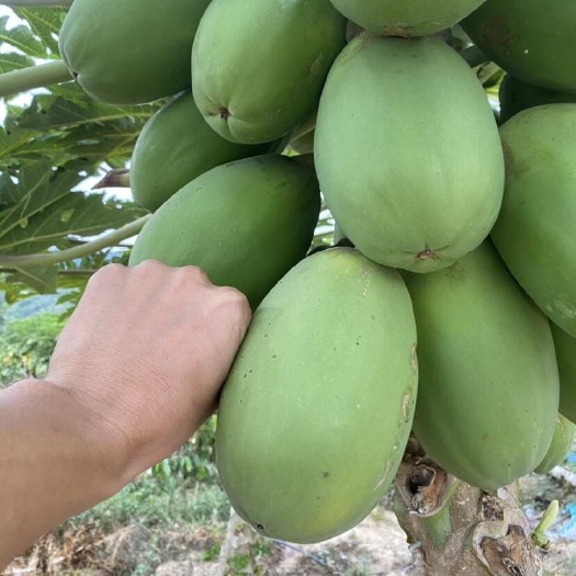 陵水县海南中白木瓜大量上市中