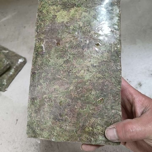 平塘县贵州天眼青苔，用于花卉，物，盆栽，保湿性强