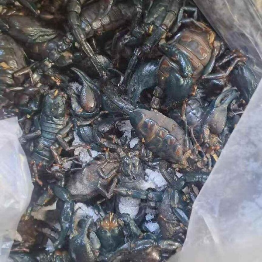 靖西市黑蝎子，冰冻黑蝎子