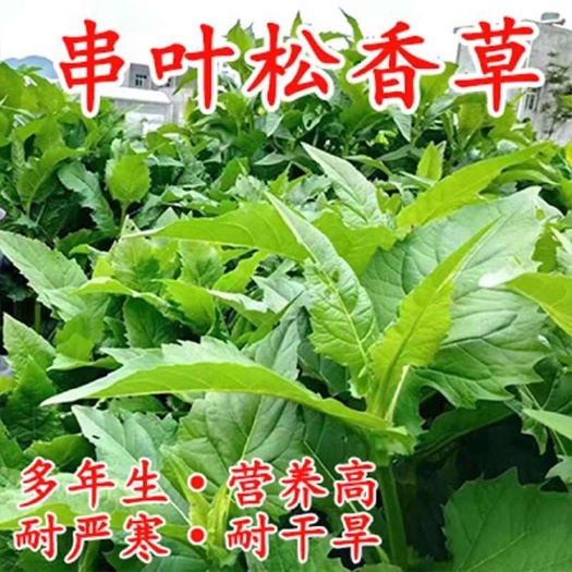 串叶松香草种子多年生大叶蛋白菊教授菊华夏神菊耐寒耐涝牧草