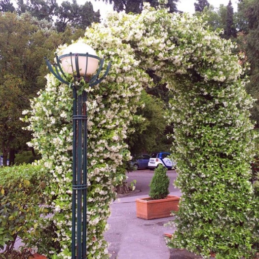 临沂风车茉莉爬藤盆栽银丝茉莉庭院阳台室外四季青芳香耐寒攀爬络石藤