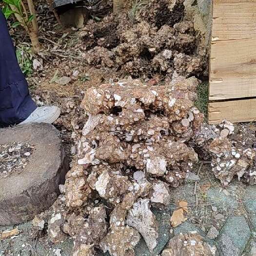 关岭县正宗土茯苓