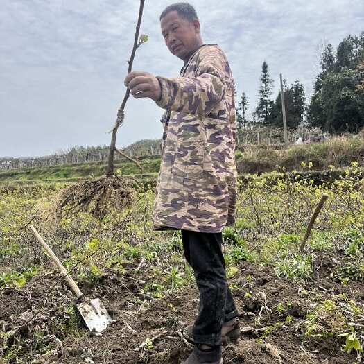 永顺县水杨桃嫁接的翠香猕猴桃苗