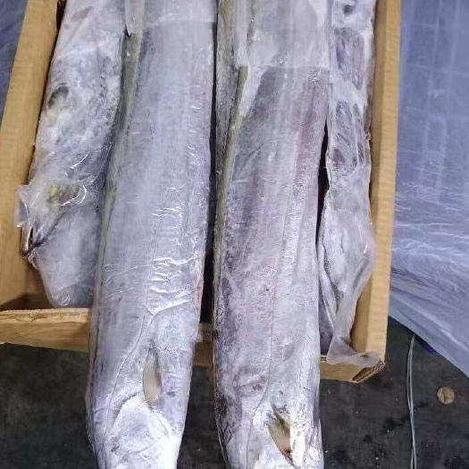 福州阿曼带鱼，500-700，700-1000，1000up