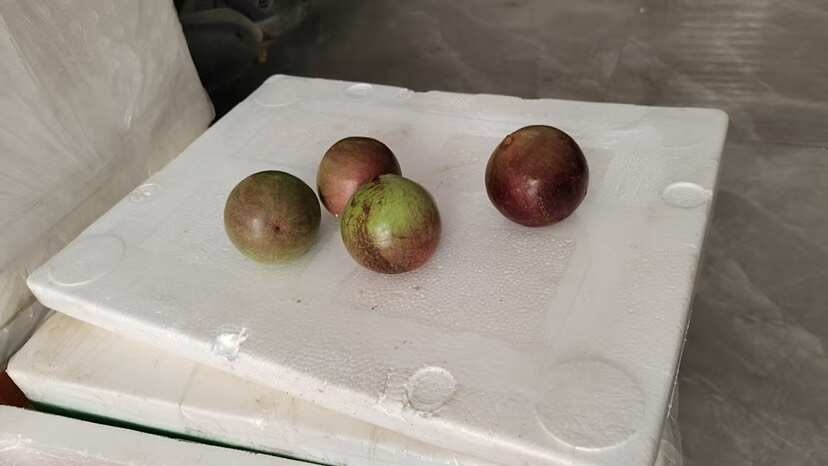 牛奶果