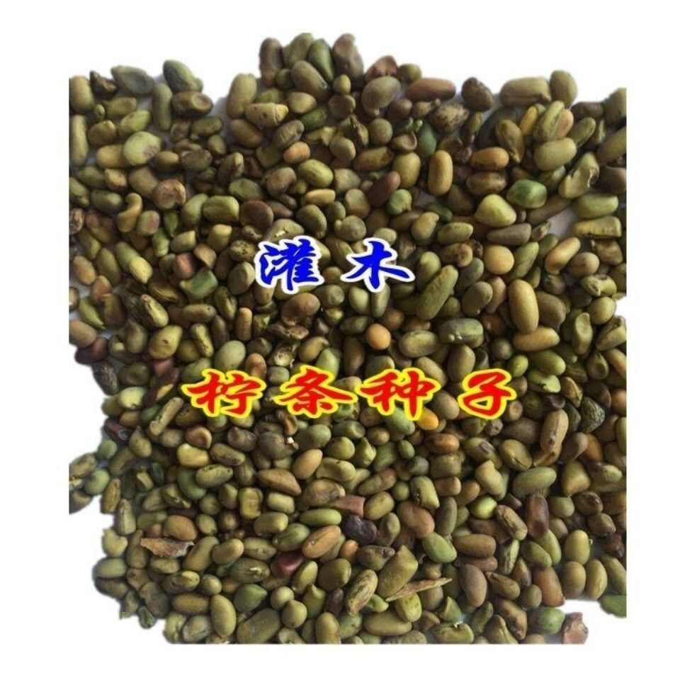 柠条种子林灌木多年生柠条耐旱耐寒耐高温薪炭材花朵好看用处广泛