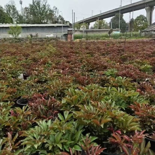 成都芍药成都基地直发