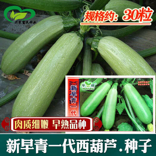 河间市早青西葫芦种子四季抗病农田菜园早熟肉厚嫩脆清香西葫芦蔬菜籽