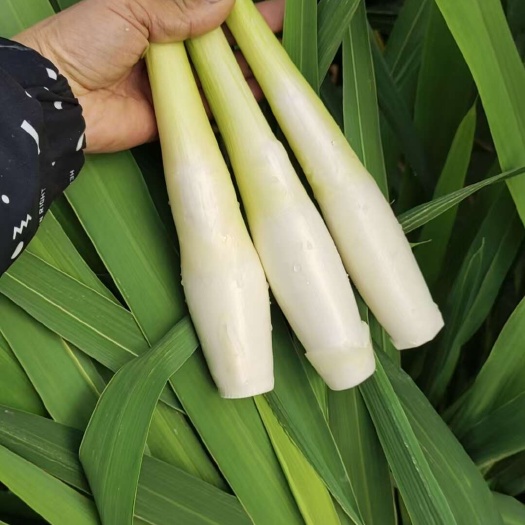 精品双季茭个大米白出米率高，供应各大市场，电商平台，社区团购