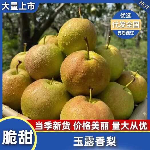 辛集市玉露香梨