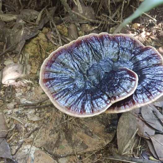 政和县福建高山高海拔林下种植紫灵芝 富含硒元素的高山环境