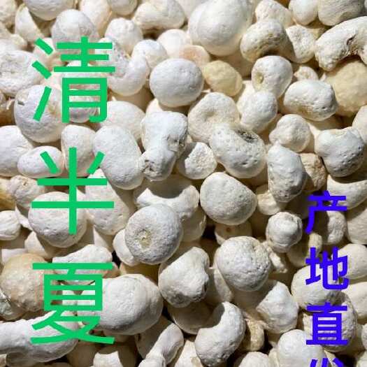 西和县甘肃西和清半夏，