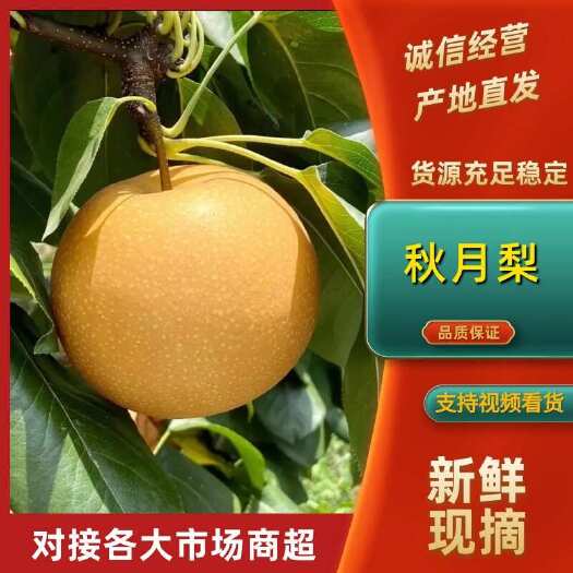 辛集市秋月梨个大甜度大价格便宜